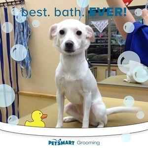 Meet your Posher, Rosa